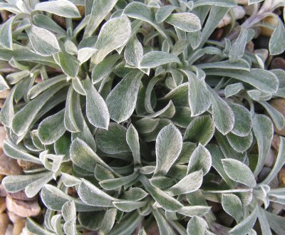 Antennaria dioica 'Rotes Wonder'